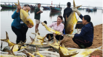 Ngư dân Hà Tĩnh trúng 2 tấn cá vàng dương, thu hơn 600 triệu đồng