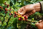 Giá cà phê hôm nay 22/4: Robusta vượt mốc 1.400 USD/tấn, xuất khẩu cà phê giảm mạnh