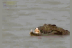 Clip: Giành mồi với đồng loại, cá sấu bị bẻ gãy hàm trên