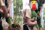 Bà ngoại trồng cây cà rốt suốt 6 tháng trời chỉ để cháu trai có ngày tự tay thu hoạch, nhưng cái kết thì…