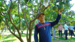 Ninh Thuận: Thâm canh cây ăn quả theo VietGAP, thu 300 - 700 triệu đồng/ha