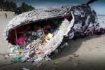 Mổ xác cá voi mõm khoằm, phát hiện 16 kg rác nhựa trong bụng
