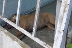 Để chó Pitbull cắn chết người, chủ vật nuôi có thể bị phạt đến 5 năm tù