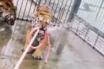 Vồ chết người, hai con hổ xổng chuồng ở Trung Quốc bị tiêu diệt