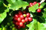 Giá cà phê hôm nay 26/5: Đồng loạt tăng, trong nước vượt mốc 33.000 đồng/kg