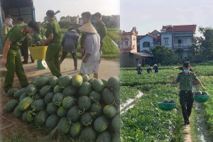 Nắng nóng gay gắt, công an Bắc Giang phơi mình giúp người dân thu hoạch dưa hấu