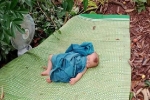 Theo mẹ đi bẻ vải từ đêm, cảnh em bé ngủ ngoan giữa vườn lay động trái tim nhiều người