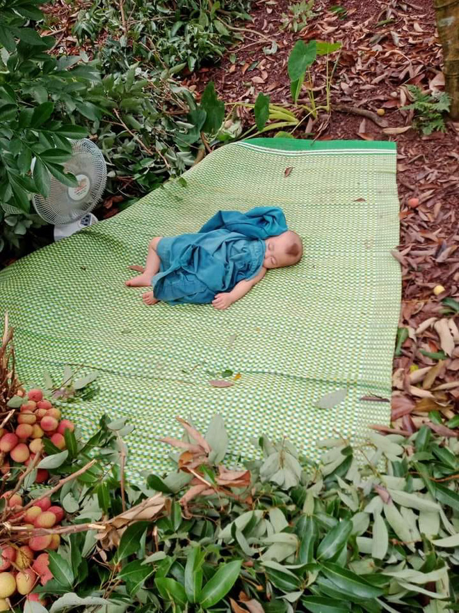 Em bé nằm ngủ ngon giữa vườn vải