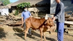 Tuyên Quang: Bao vây các ổ dịch viêm da nổi cục trên trâu, bò