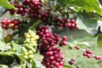 Giá cà phê hôm nay 5/6: Tăng mạnh phiên cuối tuần, Robusta vượt 1.600 USD/tấn, trong nước gần 35.000 đồng/kg