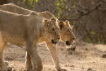 Xuất hiện 1 con sư tử bị ho, chết vì nhiễm Covid-19, 9 con khác cũng đã xác nhận nhiễm bệnh