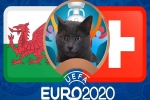 Mèo tiên tri dự đoán Xứ Wales vs Thụy Sĩ: Kết quả khó lường