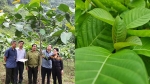 Nông dân Tuyên Quang trồng thử loại cây lâm nghiệp mới ai ngờ phát triển 