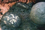 Xuất hiện 'trứng nghìn năm' trong lăng mộ khiến nhà khảo cổ điên đầu: Bí mật ở đây là gì?