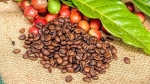 Giá cà phê hôm nay 27/6: Tuần tăng sốc của cà phê, Robusta tăng hơn 100 USD/tấn, trong nước thêm 1.200 đồng/kg