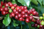 Giá cà phê hôm nay 30/6: Đầu cơ xả hàng, Robusta tuột mốc 1.700 USD/tấn, xuất khẩu sụt giảm vì cước tàu biển