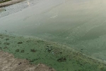 Nước sông Hằng đột nhiên xanh lạ thường, chuyên gia cảnh báo nguy hiểm chết người