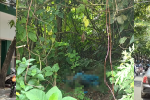 Phát hiện thi thể đang phân hủy ở bìa rừng Lạng Sơn: Cổ quấn dây thừng