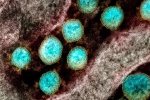 Phát hiện siêu kháng thể chống được 23 biến chủng nCoV