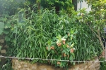 Một hộ dân trồng cả trăm cây cần sa trong vườn nhà