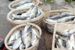 Hàng chục tấn cá lồng chết bất thường ở Thanh Hóa
