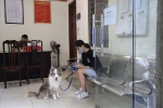 Dắt chó đi dạo ngày Hà Nội giãn cách, cô gái trẻ bị xử phạt 2 triệu đồng