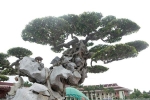 Choáng váng cây sanh cổ 'khủng' ôm đá kỳ vĩ nhất Việt Nam