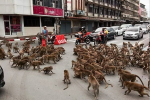 Thái Lan: Tài xế sốc trước hàng trăm con khỉ ẩu đả giữa đường