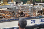 Phát hiện 17 con hổ lớn nuôi nhốt trái phép trong khu dân cư