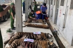 Vụ 17 con hổ lớn nuôi trong nhà dân: Thả về tự nhiên hổ dễ tấn công người
