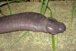 Kỳ lạ 'rắn dương vật' xuất hiện ở Mỹ