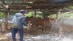 Bình Thuận: Khống chế bệnh viêm da nổi cục ở trâu, bò
