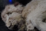 Nga: Phát hiện sư tử đã 'ngủ giấc ngàn thu' được 28.000 năm rồi mà cơ thể được bảo quản gần như hoàn hảo