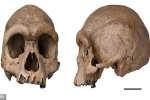 Hộp sọ cổ đại phát hiện ở Trung Quốc tiết lộ bí ẩn về 'Người Rồng'