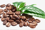 Giá cà phê hôm nay 17/8: Thêm 300 đồng/kg, 2 yếu tố sẽ giúp cà phê tiếp tục tăng trong tuần này
