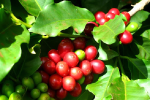 Giá cà phê hôm nay 19/8: Đồng loạt tăng trên 38.000 đồng/kg, Robusta có thể cán mốc 2.000 USD/tấn