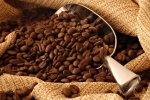 Giá cà phê hôm nay 20/8: Việt Nam cán mốc xuất khẩu 1 triệu tấn cà phê, cà phê Brazil đang bán mạnh