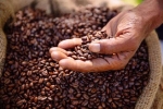 Giá cà phê hôm nay 23/8: Robusta hồi phục do xuất khẩu sụt giảm, đầu cơ đang chuyển mạnh sang Arabica
