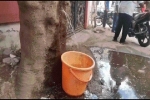 Nước bất ngờ phun ra từ một cái cây ở Ấn Độ