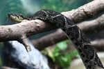 Nghiên cứu mới: Nọc rắn độc Brazil có khả năng ức chế virus SARS-CoV-2