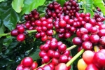 Giá cà phê hôm nay 4/9: Robusta tăng khi giới đầu cơ tích cực gom hàng do lo ngại nguồn cung gián đoạn