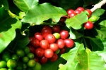 Giá cà phê hôm nay 8/9: Robusta tiếp tục tăng vượt mốc 2.100 USD/tấn, lên mức cao nhất 4 năm qua