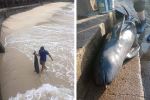 Xôn xao cảnh người dân Hải Phòng phát hiện 1 xác cá heo quý hiếm trôi dạt vào bãi tắm Cát Cò 3