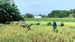 Người dân Nghệ An, Hà Tĩnh, Thanh Hóa hối hả neo thuyền, dầm mình trong nước gặt lúa, thu hoạch rau chạy bão Côn Sơn