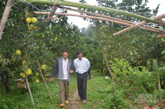 Diện tích bưởi trồng theo hướng an toàn ngày càng được mở rộng tại Tuyên Quang. Ảnh: Đào Thanh.