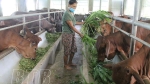 Thái Bình: Hiệu quả mô hình nuôi trâu, bò nhốt chuồng