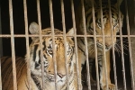 9 con hổ còn sống trong số 17 cá thể hổ được giải cứu ở Nghệ An sẽ được xử lý ra sao?