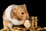 Chú chuột tự giao dịch tiền số thay chủ, lãi 24% sau 3 tháng