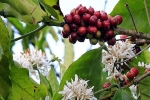 Giá cà phê hôm nay 30/9: Xuất khẩu tháng 9 tăng mạnh, Brazil tăng diện tích Robusta đe dọa vị thế số 1 của cà phê Việt