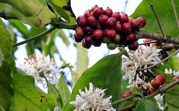 Giá cà phê hôm nay 30/9: Xuất khẩu tháng 9 tăng mạnh, Brazil tăng diện tích Robusta đe dọa vị thế số 1 của cà phê Việt.